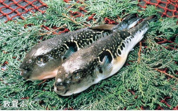 画像：敦賀ふぐ