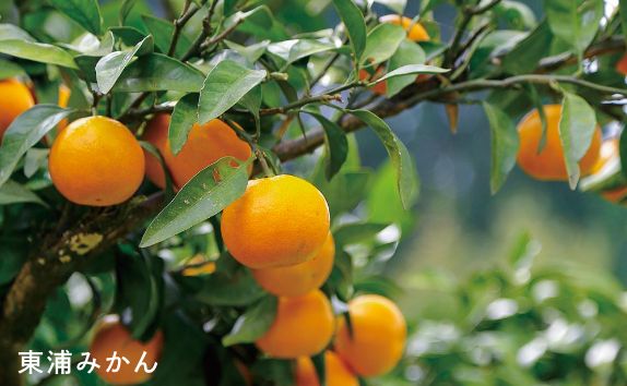 画像：東浦みかん